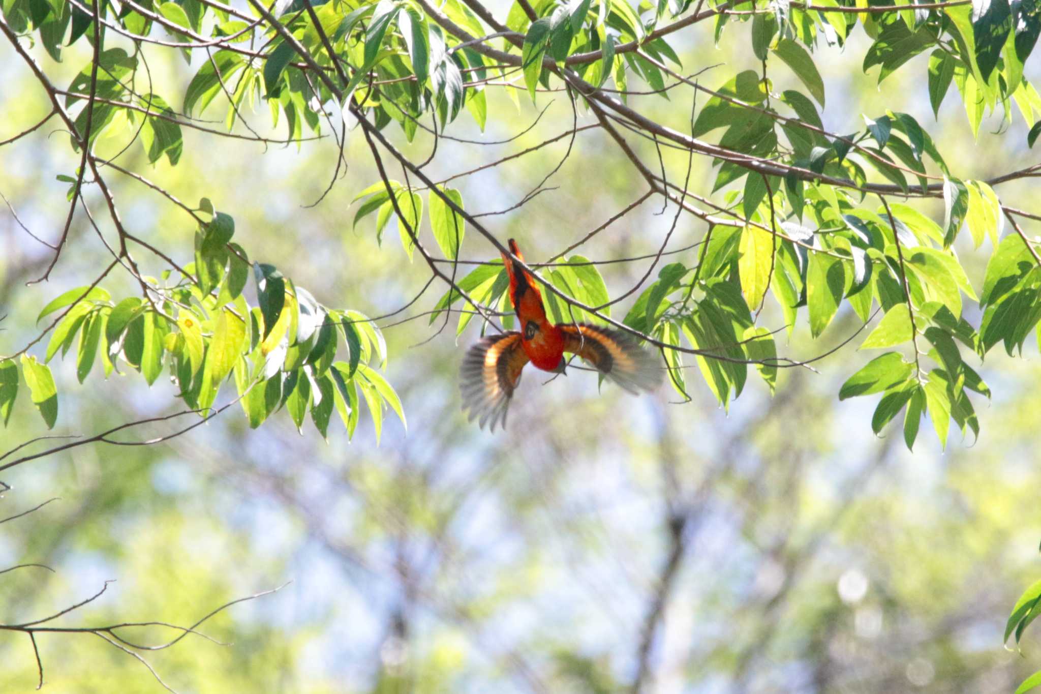 Grey-chinned Minivet