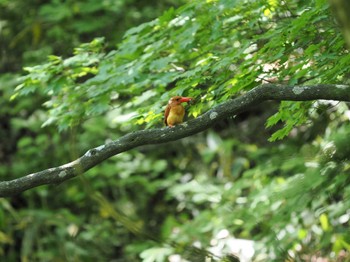 アカショウビン 十二湖(青森県深浦町) 2022年6月8日(水)