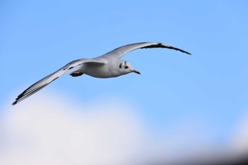 ユリカモメ 甲子園浜(兵庫県西宮市) 2023年1月3日(火)