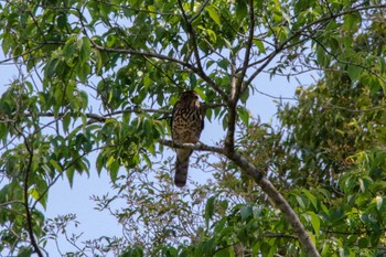 Crested Goshawk 霧社 Tue, 3/27/2018