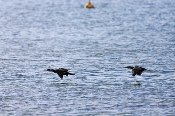 ウミウ 甲子園浜(兵庫県西宮市) 2023年1月3日(火)