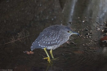 ゴイサギ 丸子川 2023年1月9日(月)