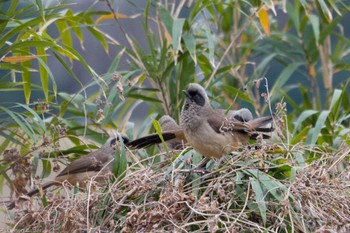 カオグロガビチョウ 多摩川(玉堤) 2023年1月14日(土)