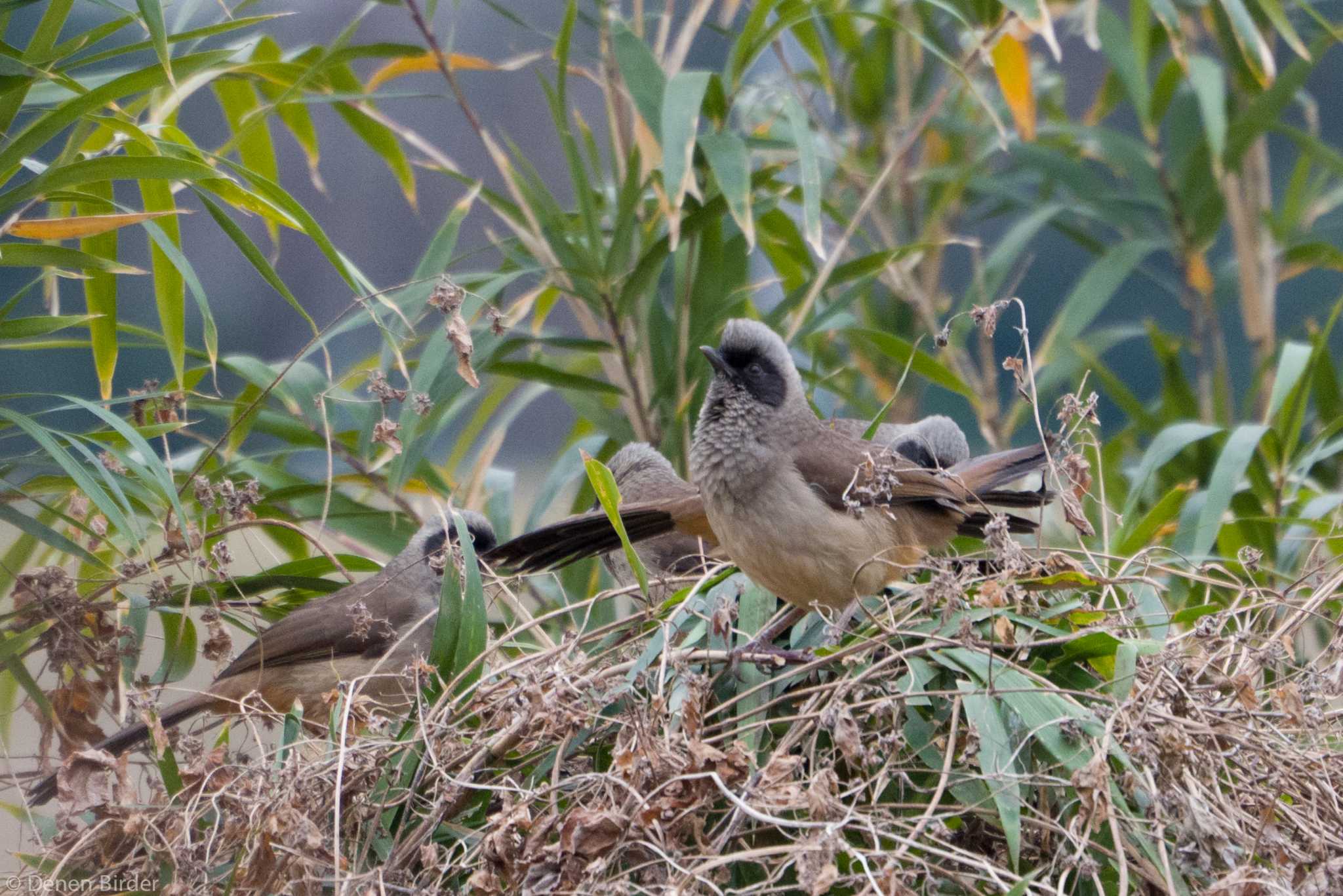 多摩川(玉堤) カオグロガビチョウの写真 by 田園Birder