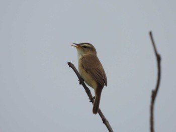 Middendorff's Grasshopper Warbler Teuri Island Tue, 6/14/2022