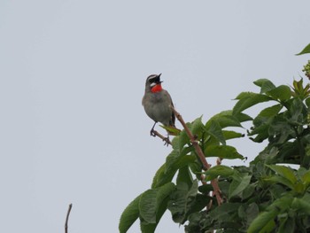 Siberian Rubythroat Teuri Island Tue, 6/14/2022