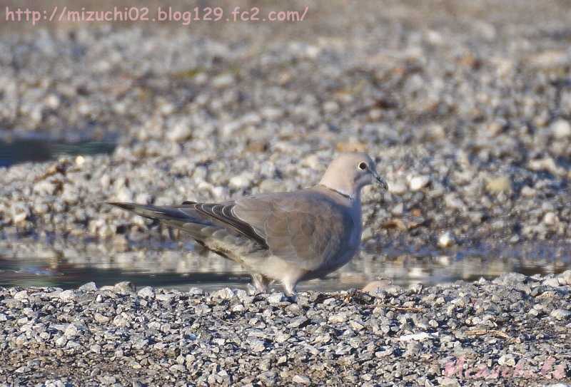 Eurasian Collared Dove