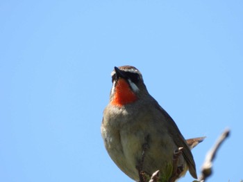 Siberian Rubythroat Teuri Island Tue, 6/14/2022