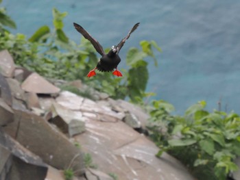 Spectacled Guillemot Teuri Island Tue, 6/14/2022