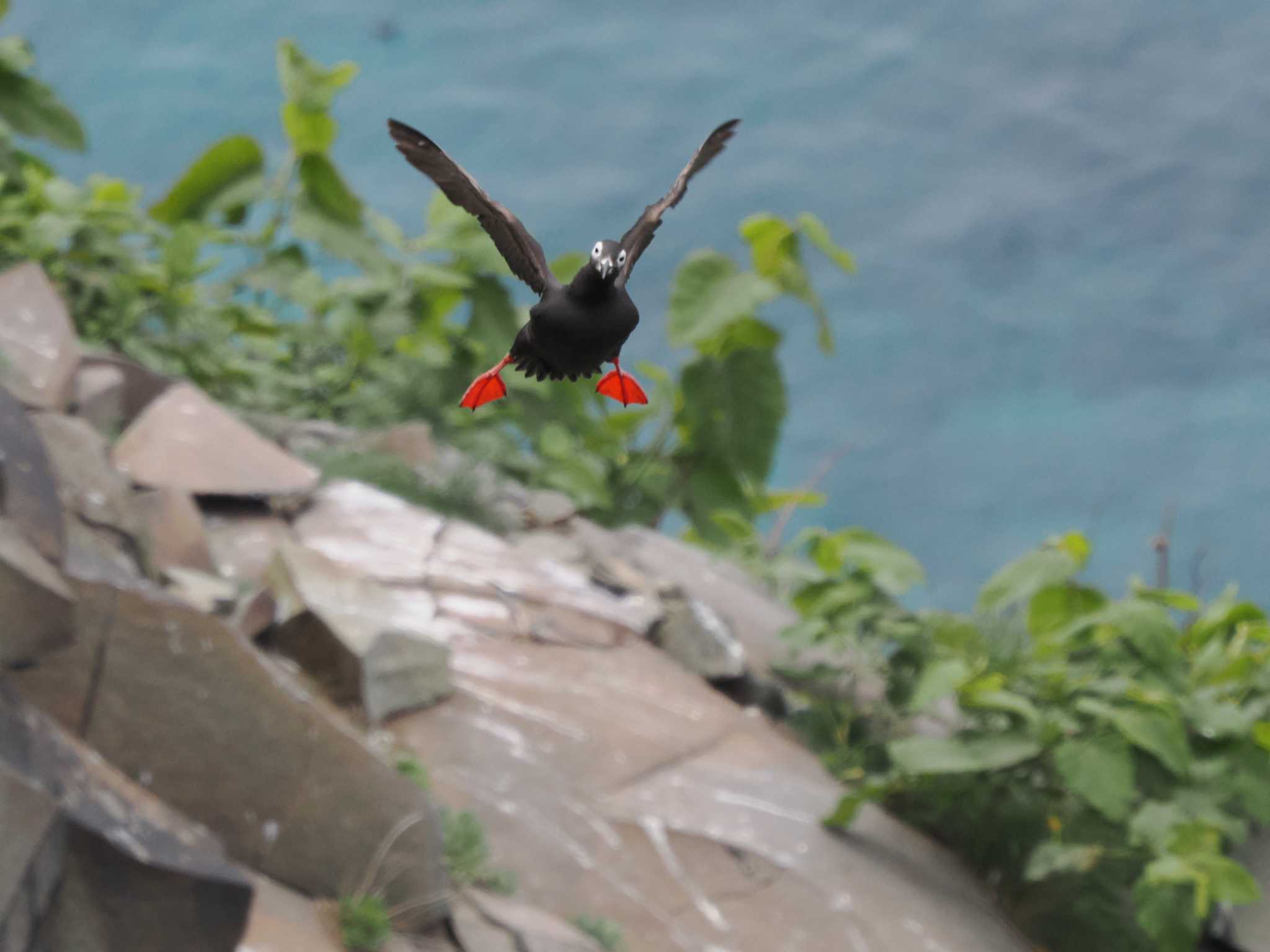 天売島 ケイマフリの写真 by エヌ