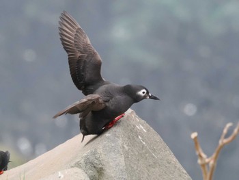 Spectacled Guillemot Teuri Island Tue, 6/14/2022