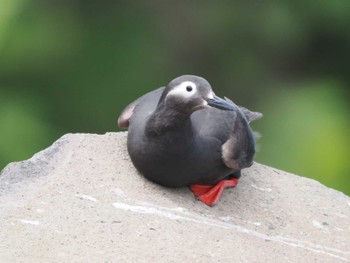 Spectacled Guillemot Teuri Island Tue, 6/14/2022