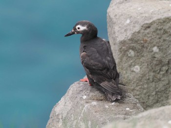 Spectacled Guillemot Teuri Island Tue, 6/14/2022