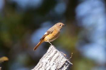 Daurian Redstart 吹上海浜公園 Sun, 1/8/2023