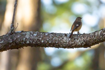 Daurian Redstart 吹上海浜公園 Sun, 1/8/2023