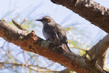 Brown-eared Bulbul 吹上海浜公園 Sun, 1/8/2023