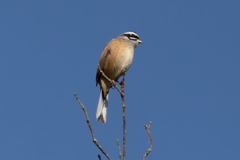 Meadow Bunting 吹上海浜公園 Sun, 1/8/2023