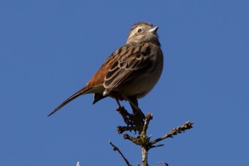 Meadow Bunting 吹上海浜公園 Sun, 1/8/2023