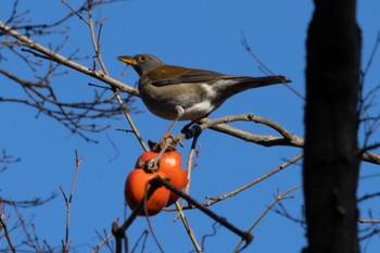 Pale Thrush 慈眼寺公園 Tue, 1/3/2023