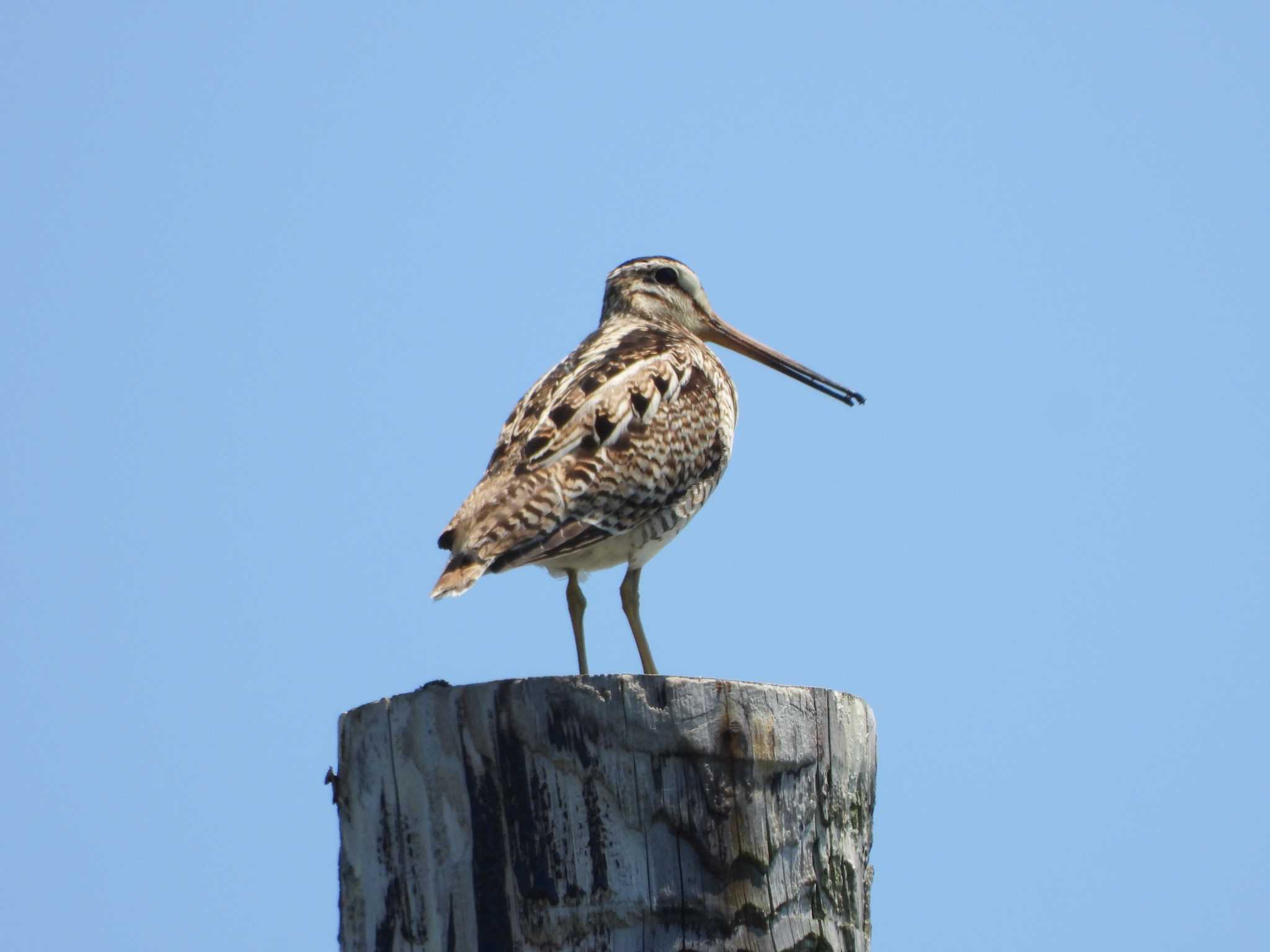 Photo of Latham's Snipe at Kiritappu Promontory by エヌ