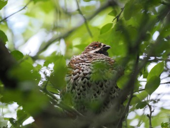 エゾライチョウ 北大研究林(北海道大学苫小牧研究林) 2022年6月20日(月)