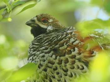 エゾライチョウ 北大研究林(北海道大学苫小牧研究林) 2022年6月12日(日)