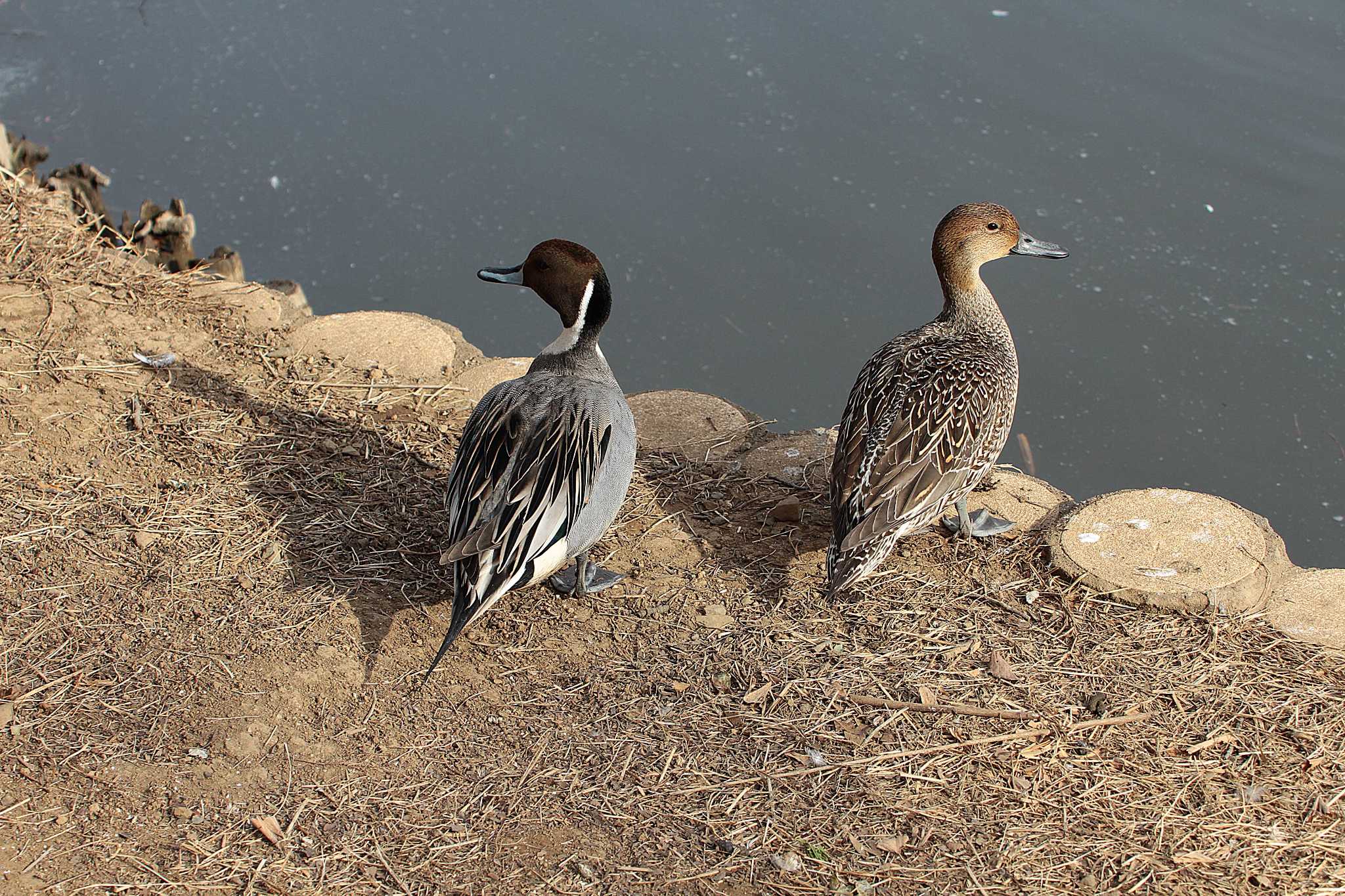 Photo of Northern Pintail at 乙戸沼公園 by Simo