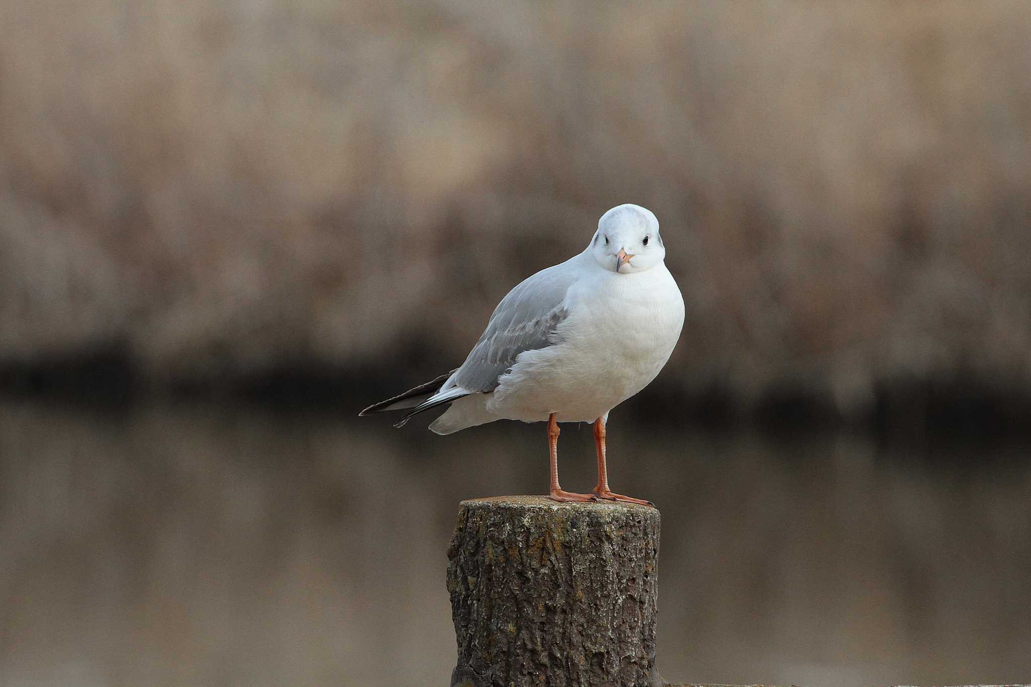 Black-headed Gull