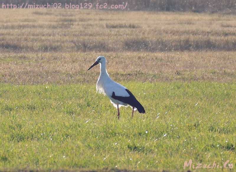 White Stork