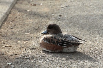 オナガガモ 乙戸沼公園 2023年1月13日(金)