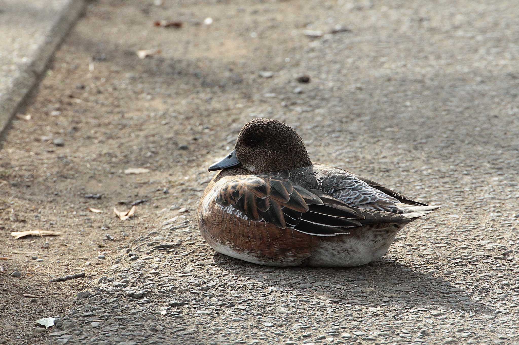 Northern Pintail