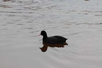 Eurasian Coot 乙戸沼公園 Fri, 1/13/2023