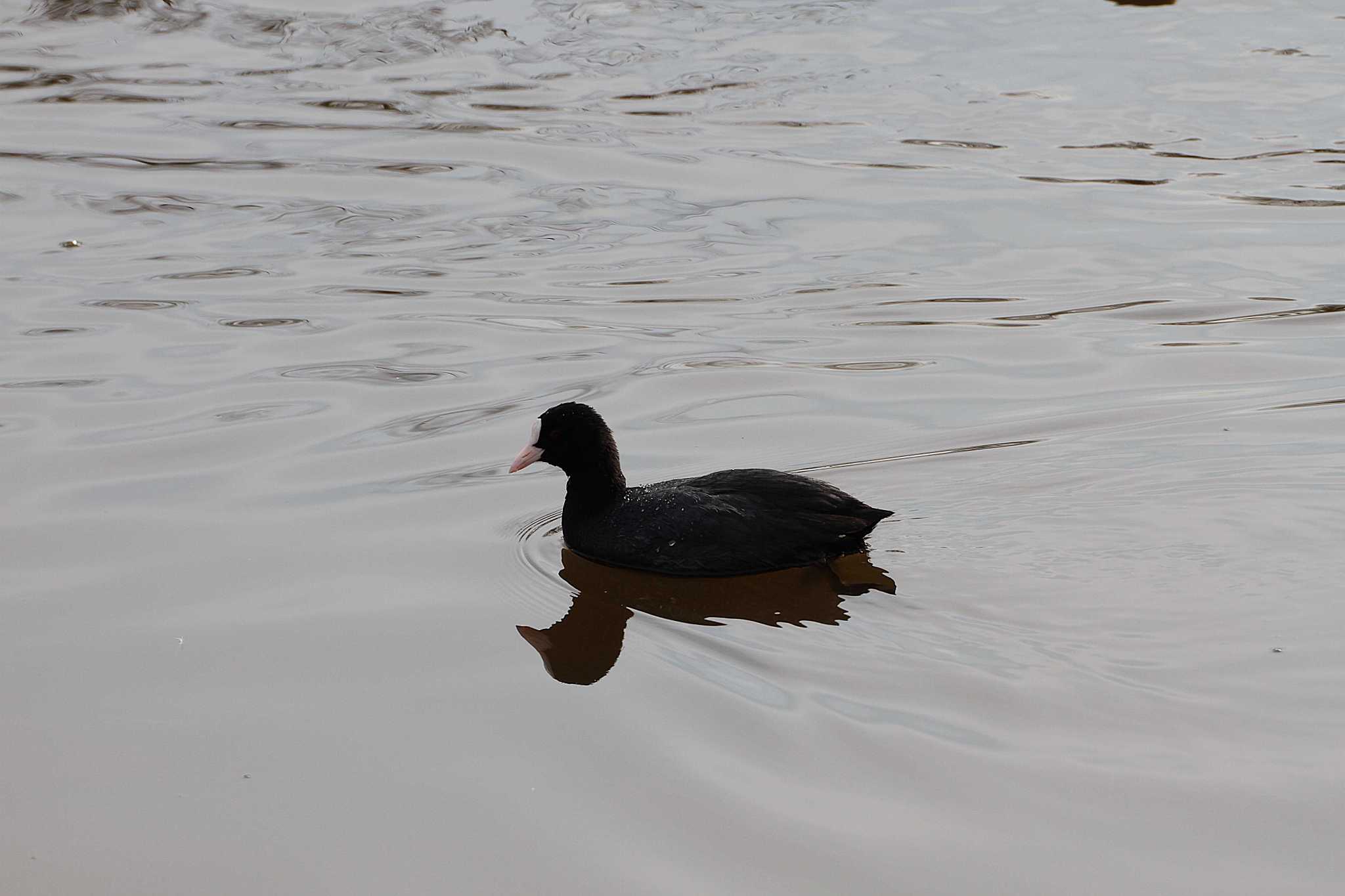 Photo of Eurasian Coot at 乙戸沼公園 by Simo