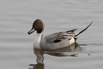 Northern Pintail 乙戸沼公園 Fri, 1/13/2023