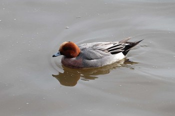 Eurasian Wigeon 乙戸沼公園 Fri, 1/13/2023