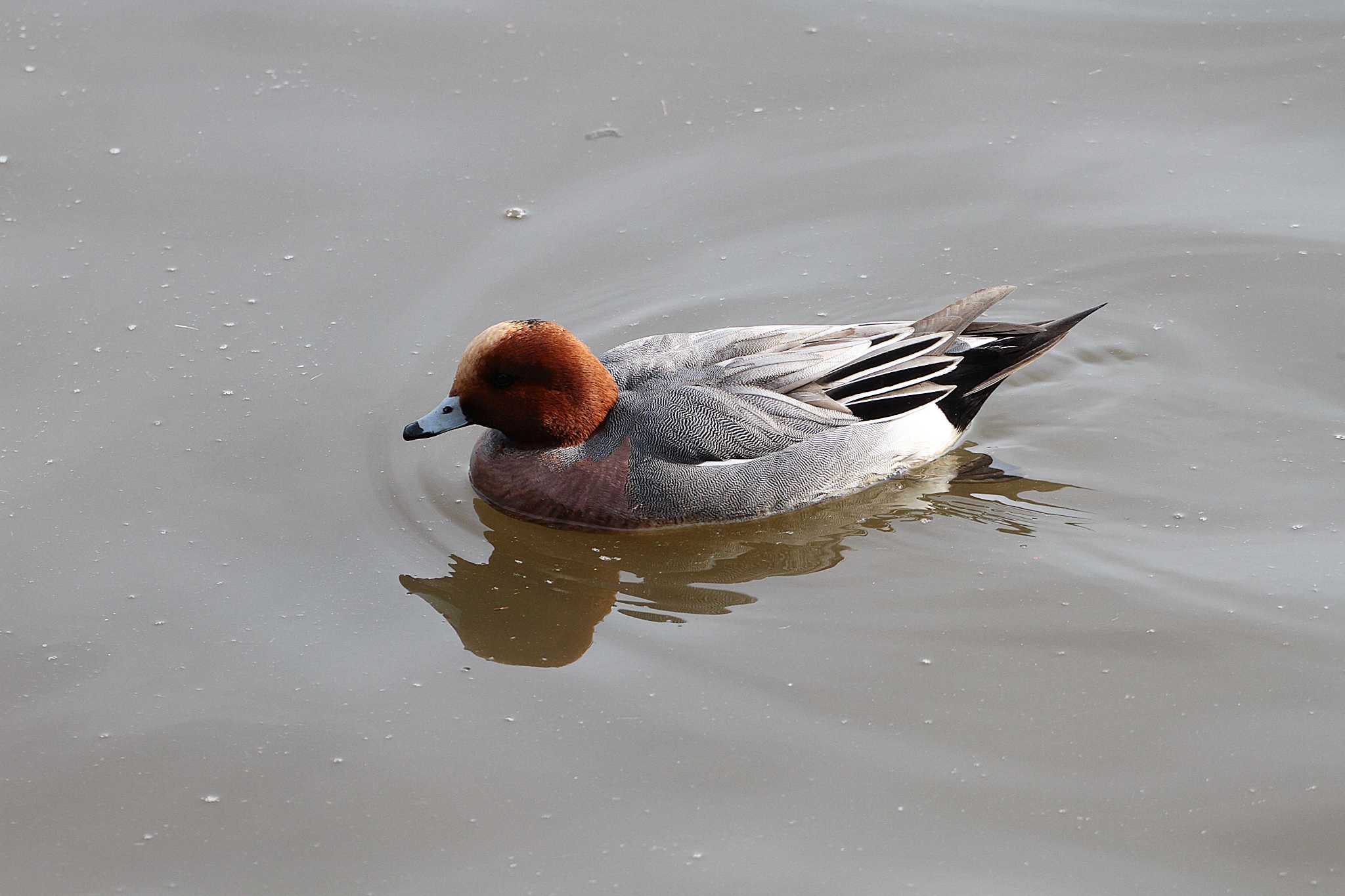 Photo of Eurasian Wigeon at 乙戸沼公園 by Simo