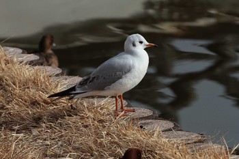 ユリカモメ 乙戸沼公園 2023年1月13日(金)