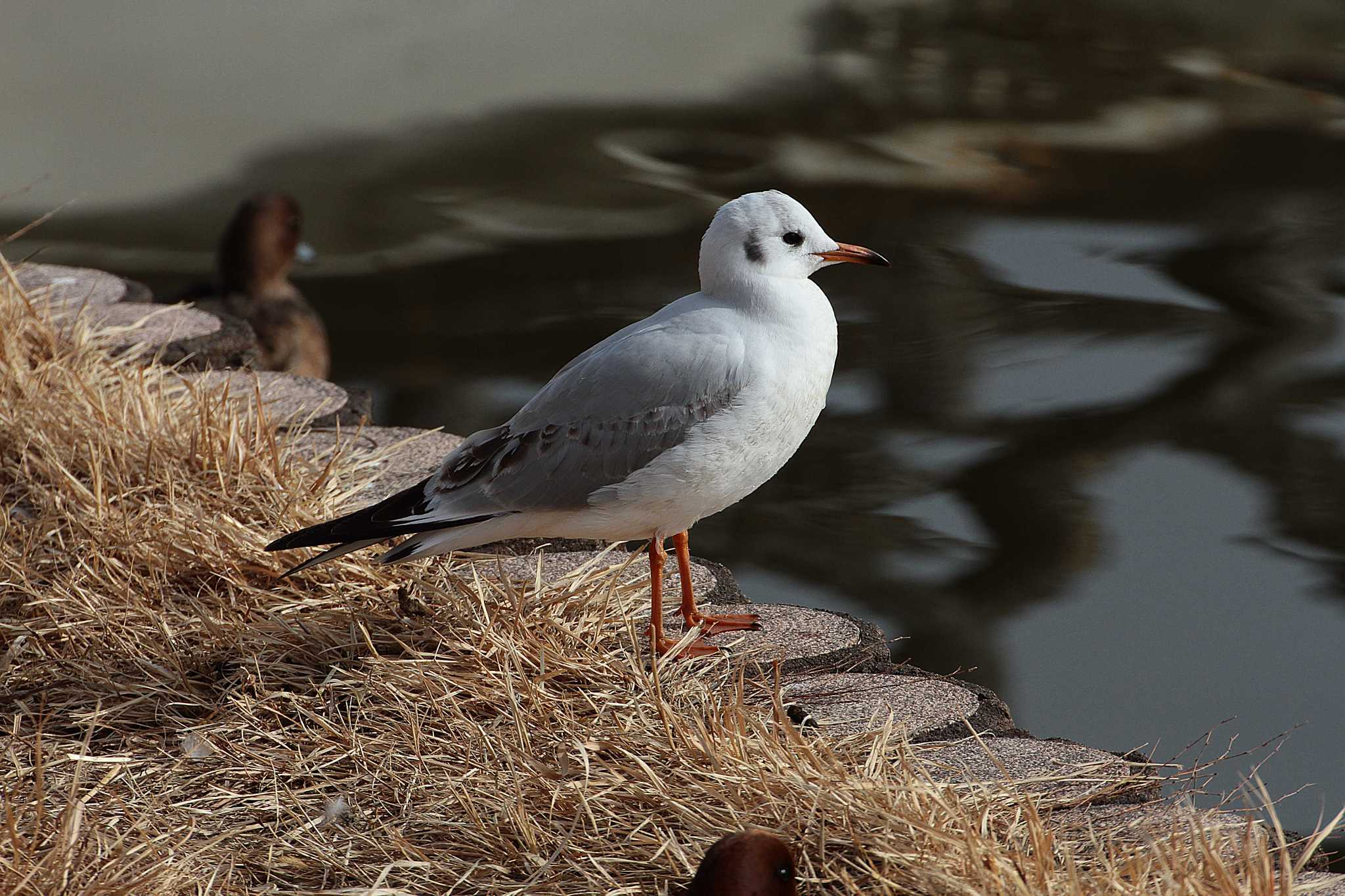 Black-headed Gull