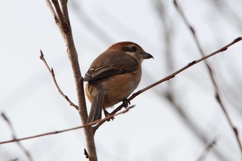 Bull-headed Shrike 乙戸沼公園 Fri, 1/13/2023