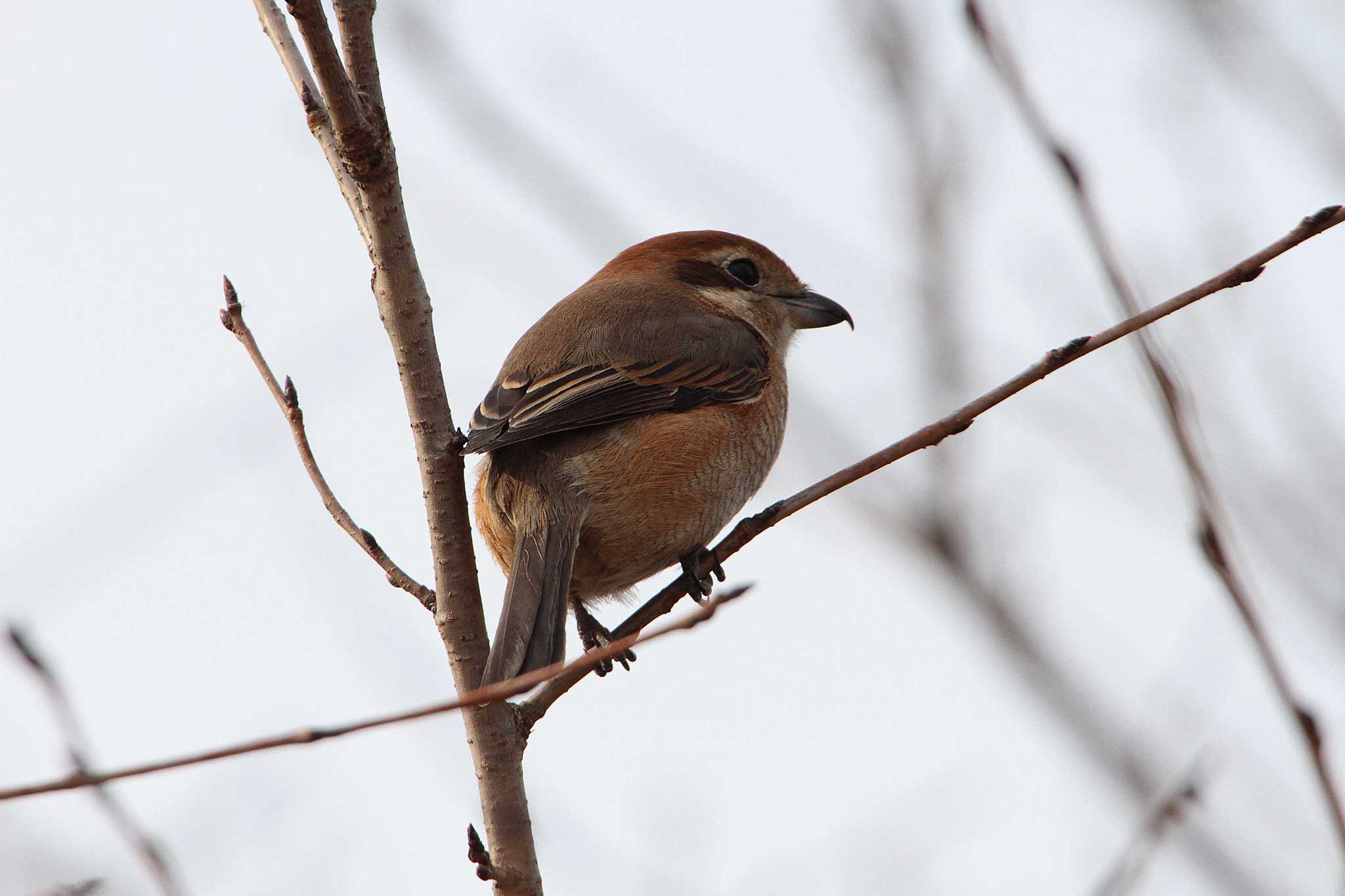 Bull-headed Shrike