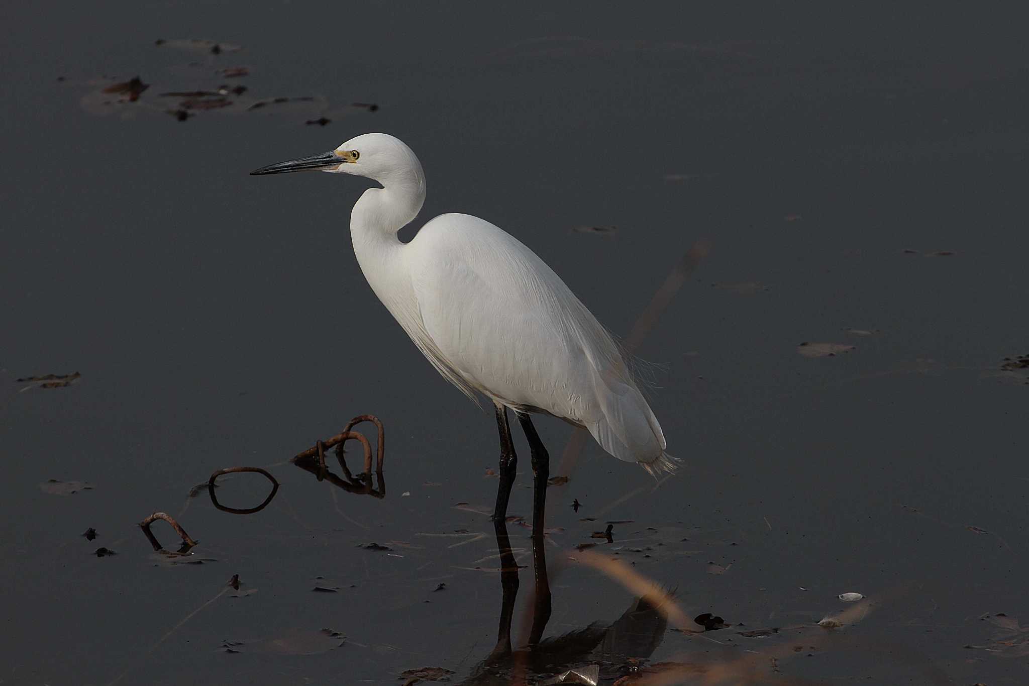 Photo of Little Egret at 乙戸沼公園 by Simo