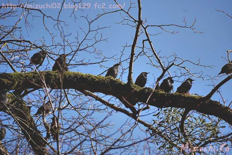 Common Starling