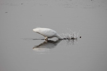 Great Egret 乙戸沼公園 Fri, 1/13/2023