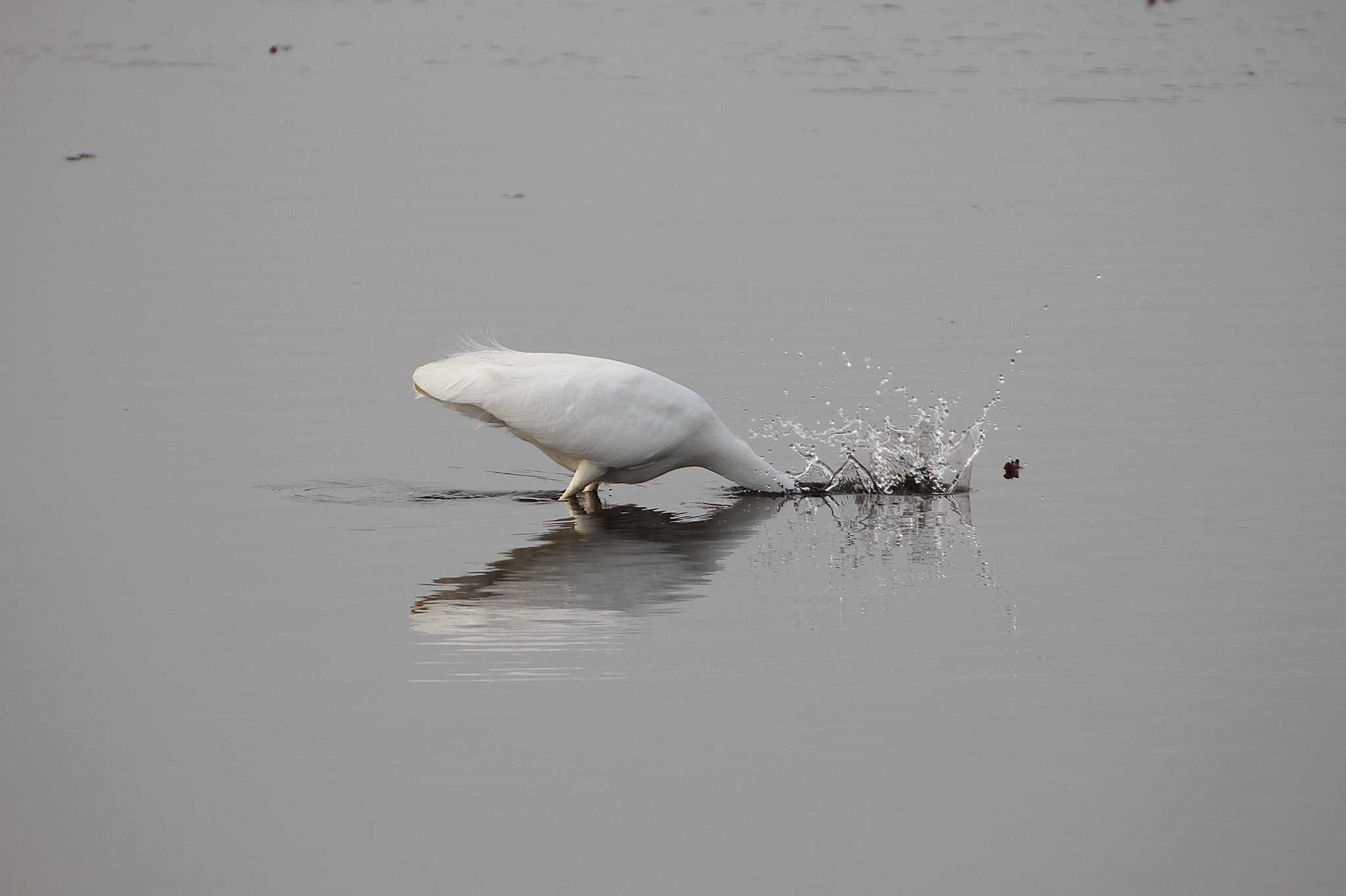 Photo of Great Egret at 乙戸沼公園 by Simo