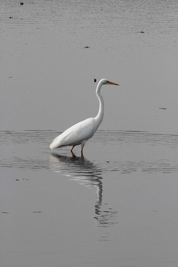 Great Egret 乙戸沼公園 Fri, 1/13/2023