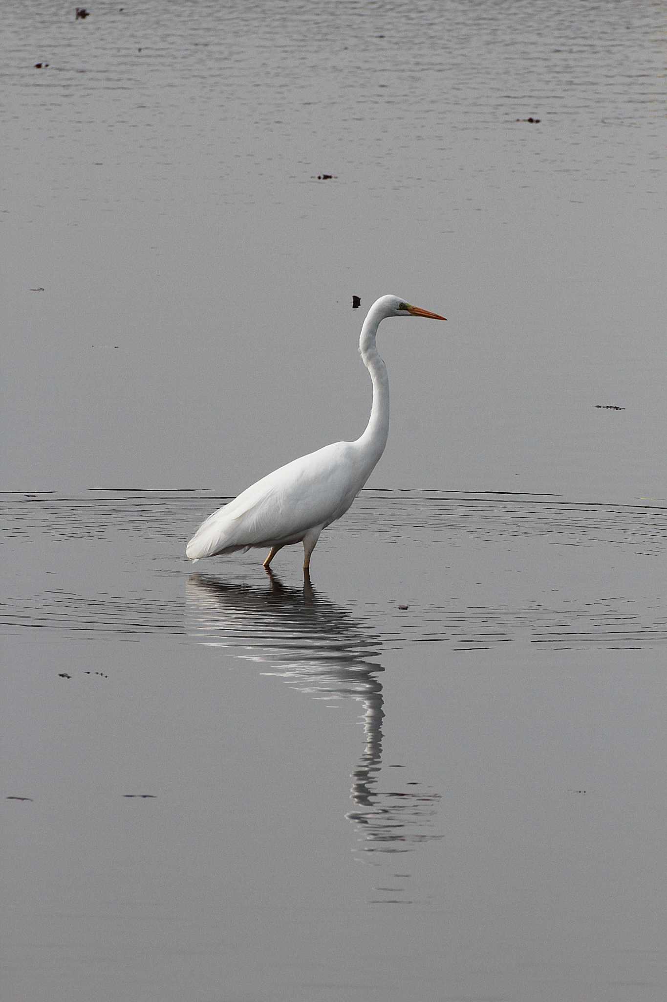 Photo of Great Egret at 乙戸沼公園 by Simo