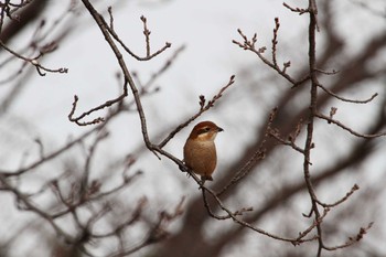 Bull-headed Shrike 乙戸沼公園 Fri, 1/13/2023