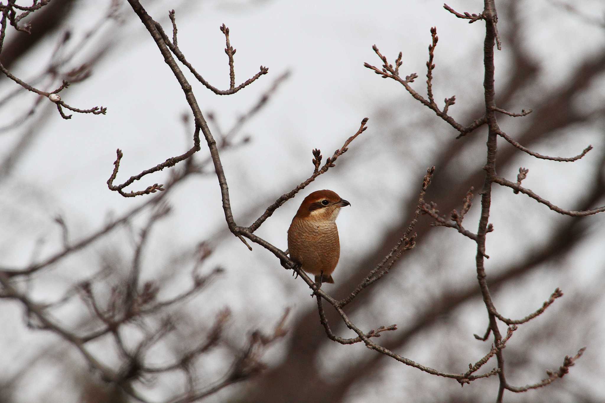 Bull-headed Shrike