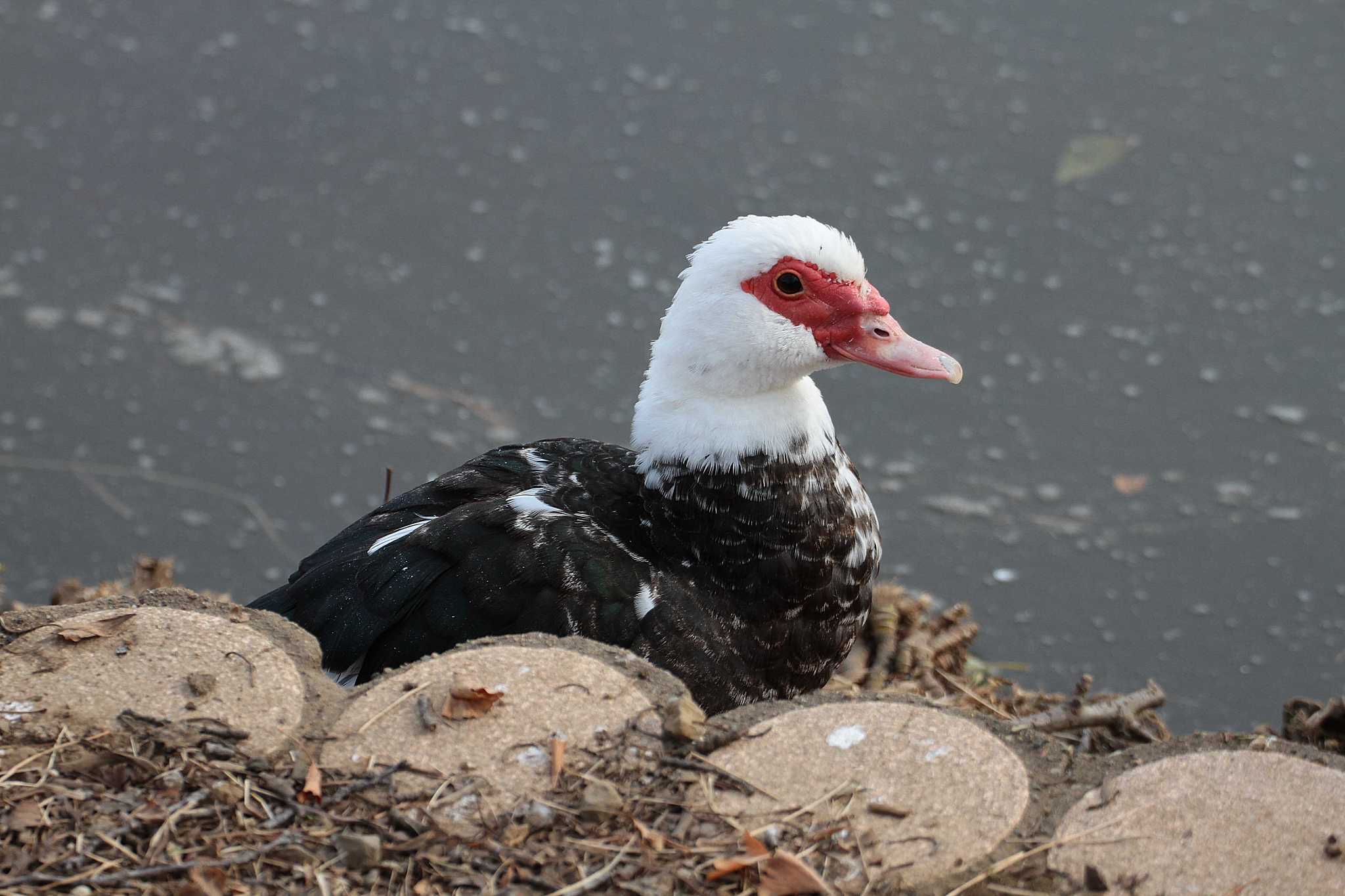 Photo of バリケン at 乙戸沼公園 by Simo