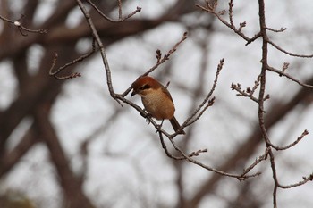 Bull-headed Shrike 乙戸沼公園 Fri, 1/13/2023